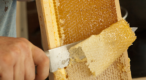 Alameda Natural Grocery Honey Bees